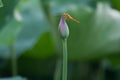 Dragonfly stand in bud Royalty Free Stock Photo