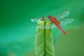 Dragonfly on Lotus bud Royalty Free Stock Photo