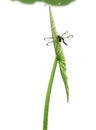 Dragonfly stand on lotus leaf Royalty Free Stock Photo