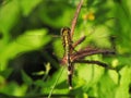 dragonfly stand on meadow