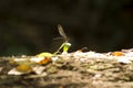 Dragonfly stand in rock