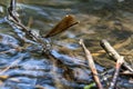 Dragonfly stand on small branch on water