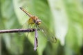 Dragonfly stand on a stick