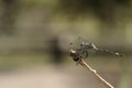 Dragonfly standing on a branch on a stormy day