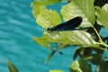 Dragonfly standing on green lea Royalty Free Stock Photo