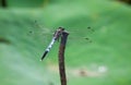 DragonFly Royalty Free Stock Photo