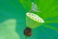 Dragonfly and lotus seedpod Royalty Free Stock Photo