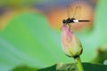 Dragonfly and lotus bud