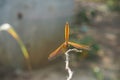 Dragonfly stay on the stick. Royalty Free Stock Photo