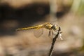 Dragonfly stay on the stick. Royalty Free Stock Photo