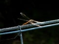 Dragonfly on Steel Cable Royalty Free Stock Photo
