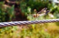 Dragonfly on a steel cable, green background Royalty Free Stock Photo