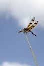Dragonfly on a Stem Royalty Free Stock Photo