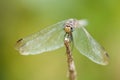 A dragonfly on a stem