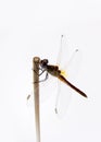 Dragonfly on a stick - 7865 Royalty Free Stock Photo