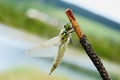 Dragonfly on a stick Royalty Free Stock Photo