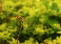 Dragonfly on a stick with yellow and green background natures beauty Royalty Free Stock Photo