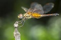 1 dragonfly sticks on a dry branch. Royalty Free Stock Photo