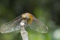 1 dragonfly sticks on a dry branch. Royalty Free Stock Photo