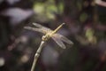 Close up a dragonfly macro stock photo