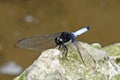 A dragonfly on the stone. Royalty Free Stock Photo