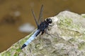 A dragonfly on the stone. Royalty Free Stock Photo