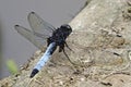 A dragonfly on the stone. Royalty Free Stock Photo