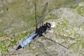 A dragonfly on the stone. Royalty Free Stock Photo