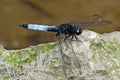 A dragonfly on the stone. Royalty Free Stock Photo