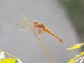 Dragonfly Royalty Free Stock Photo