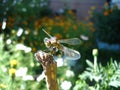 Dragonfly summer background Royalty Free Stock Photo