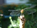 Dragonfly summer background Royalty Free Stock Photo