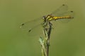 Dragonfly in summer Royalty Free Stock Photo