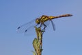 Dragonfly in summer Royalty Free Stock Photo