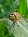 Dragonfly sun bathing on the the leaf Royalty Free Stock Photo