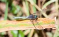 Dragonfly on sunny leaf