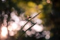 Dragonfly during Sunset Royalty Free Stock Photo