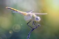 Dragonfly on sunshine beautiful macro nature view Royalty Free Stock Photo