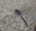 Dragonfly Or Sympetrum Flaveolum On Concrete Wall Royalty Free Stock Photo