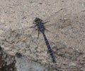 Dragonfly Or Sympetrum Flaveolum On Concrete Wall Royalty Free Stock Photo