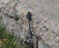 Dragonfly Or Sympetrum Flaveolum On Concrete Wall Royalty Free Stock Photo