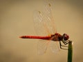 Dragonfly Sympetrum Fonscolombii