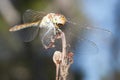 Dragonfly Sympetrum striolatum