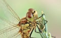 Dragonfly Sympetrum vulgatum (female) Royalty Free Stock Photo