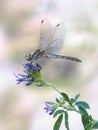 Dragonfly Sympetrum vulgatum (female) Royalty Free Stock Photo