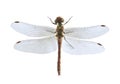 Dragonfly Sympetrum vulgatum (female) Royalty Free Stock Photo