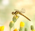 Dragonfly Sympetrum vulgatum (female) Royalty Free Stock Photo