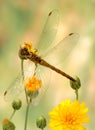 Dragonfly Sympetrum vulgatum (female) Royalty Free Stock Photo