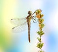 Dragonfly Sympetrum vulgatum (female) Royalty Free Stock Photo
