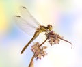 Dragonfly Sympetrum vulgatum (female) Royalty Free Stock Photo